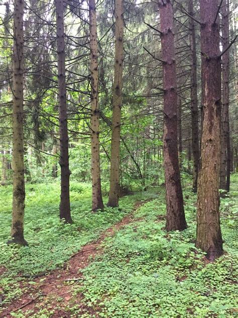 Thicket of Forest with Old Spruces and Roots Stock Image - Image of ...