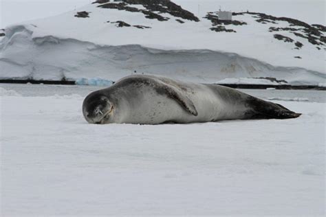 Antarctic Wildlife