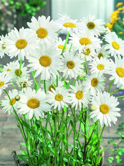 Becky Shasta Daisy | Gardener's Supply in 2020 | Shasta daisies, Flowers perennials, Daisy image