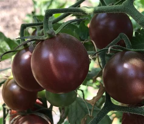 Tomato - Cherry - Black Cherry seeds - Heirloom Seeds Canada