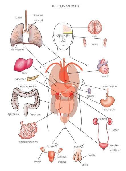 Vital Organs Diagram - http://sdyxt.com/vital-organs-diagram.html | Human body anatomy, Human ...