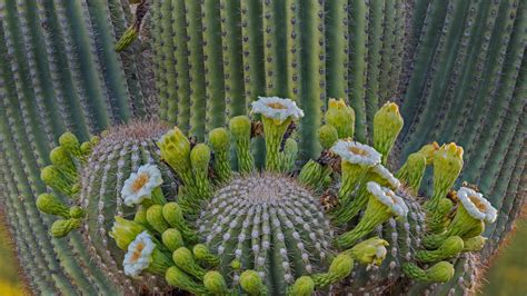 Carnegiea Gigantea – Bing Wallpaper Download