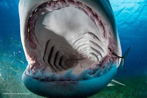 Open wide: Go inside the mouth of a tiger shark | Sharks | Earth Touch News