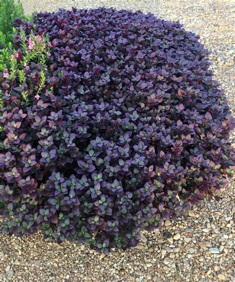 Alternanthera "Purple Prince" - dark foliage ground cover | Purple ...