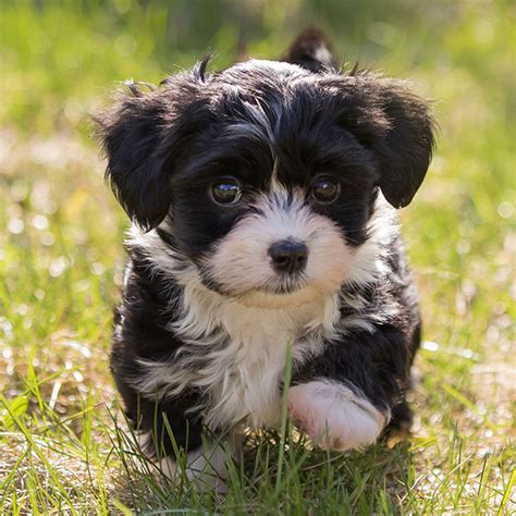 #1 | Havanese Puppies For Sale In Florida