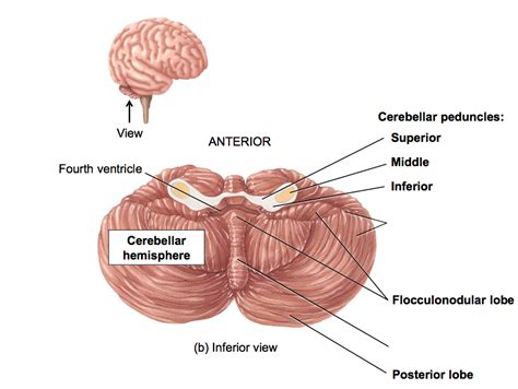 cerebellar hemisphere Diagram | Quizlet