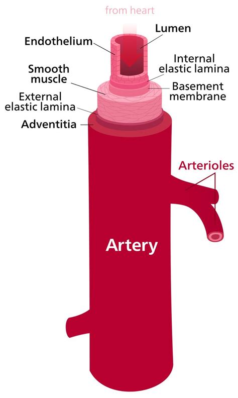 Artery - Wikipedia | Arteries and veins, Arteries, Sugar disease