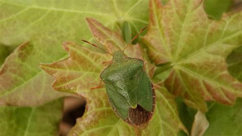 Green Shield Bug | MarkEisingBirding