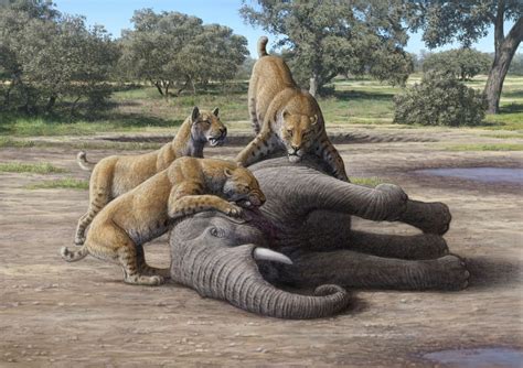 Large, violent animal packs shaped the ecosystems of the Pleistocene epoch | UCLA