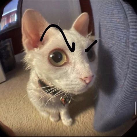 Eyebrow Cat - Discord Pfp