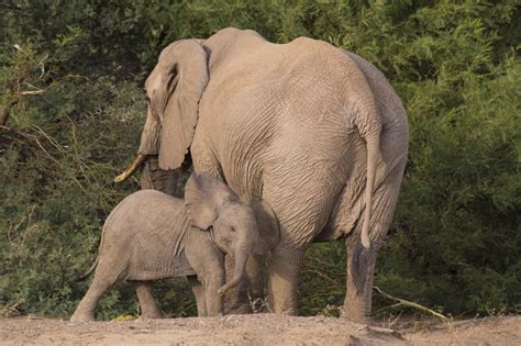 Desert elephants Namibia photos and information about desert elephants