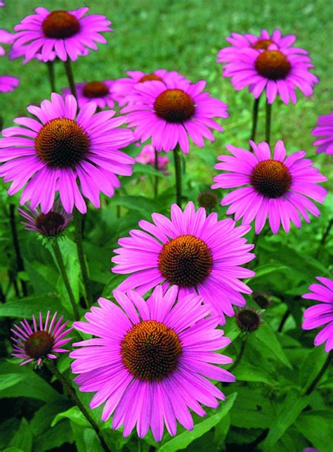 ECHINACEA/RUDBECKIA purpurea PRIMADONNA DEEP ROSE - Muller Seeds