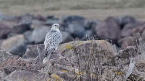 Rarely seen white morph gyrfalcon spotted in New Brunswick | CBC News