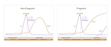 The Hormonal Relationship Between LH, PdG, and HCG: Premom