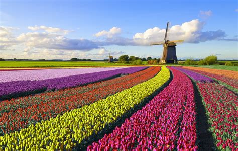 Holland Tulip Festival 2023 — American Classic Tours