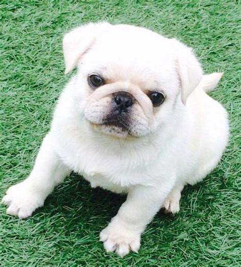 White Pug | Price, Appearance, Interesting Fact