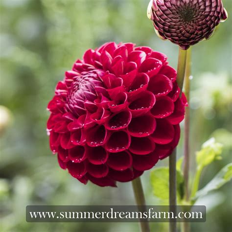 Dahlia - Cornel — Dahlia | SummerDreamsFarm