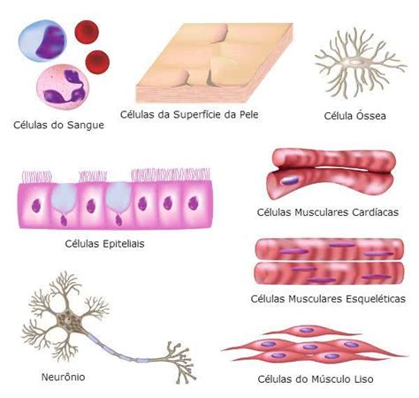 Células do Corpo Humano - Toda Matéria