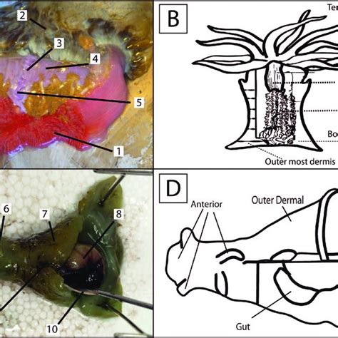 -A) Image of Condylactis gigantea, the giant sea anemone, outlining... | Download Scientific Diagram