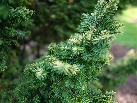 The Difference Between Evergreens and Conifers