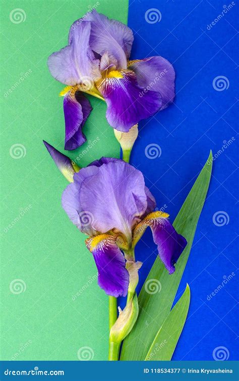 Beautiful Blue Iris on Bright Colored Background Stock Image - Image of head, irises: 118534377