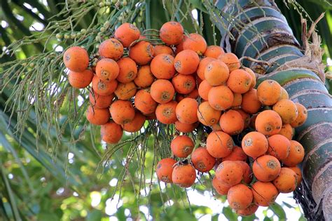 8,000+ Free Nuci De Areca & Brazil Images - Pixabay