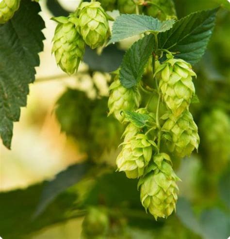 Cascade Hops – Inspiration Farm