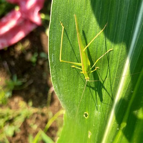 A green grasshopper - PixaHive