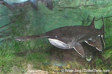 American Paddlefish | Animal Database | FANDOM powered by Wikia