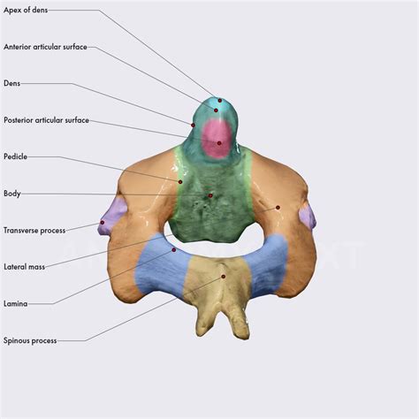 Axis Vertebrae Anatomy