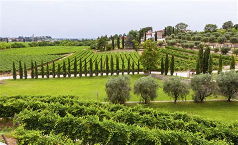 My Favorite Vineyards in Italy that I Recommend to You • Wander Your Way