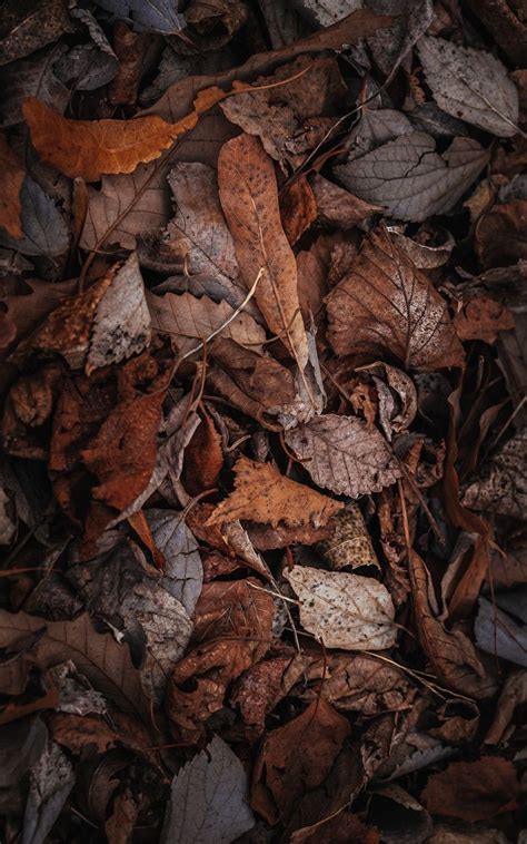 Dry Leaves Wallpapers - Top Free Dry Leaves Backgrounds - WallpaperAccess