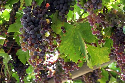 Chile Grapes Free Photo Download | FreeImages