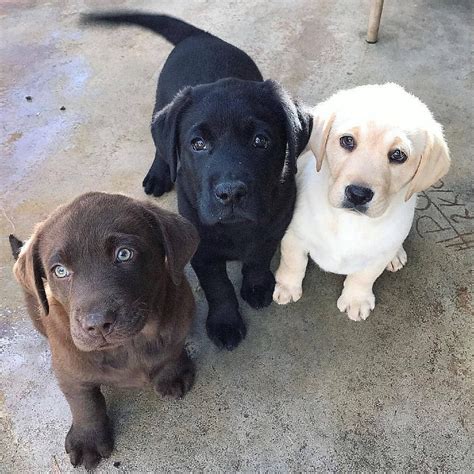 Labrador Puppies 🐾💖 | via @obi_theblacklab on Instagram | Cute dogs ...