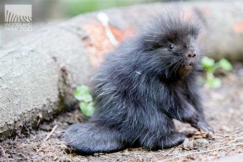 Woodland Park Zoo Blog: Adventures of a baby porcupine