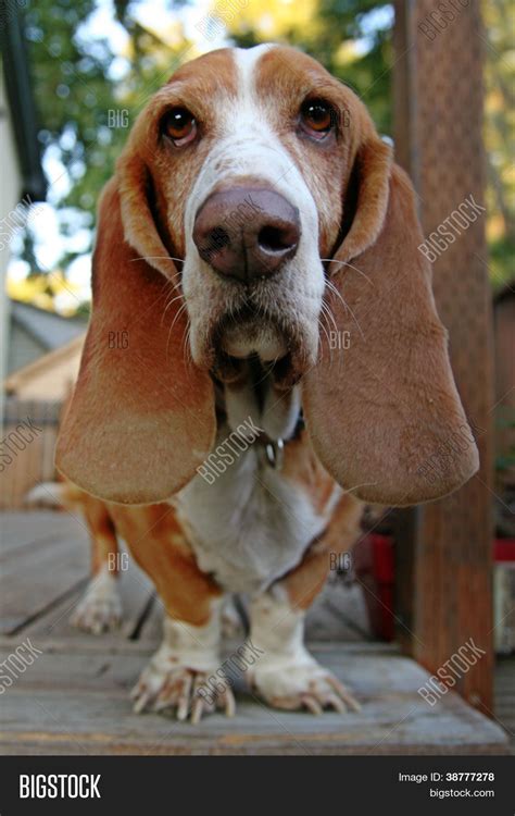 Funny Basset Hound On Image & Photo (Free Trial) | Bigstock