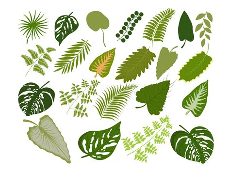 big set of tropical leaves by Galyna Karban on Dribbble