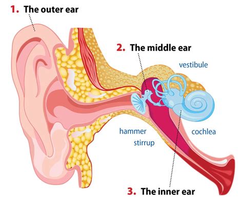 [DIAGRAM] Blank Diagrams Of Inner Ear - MYDIAGRAM.ONLINE