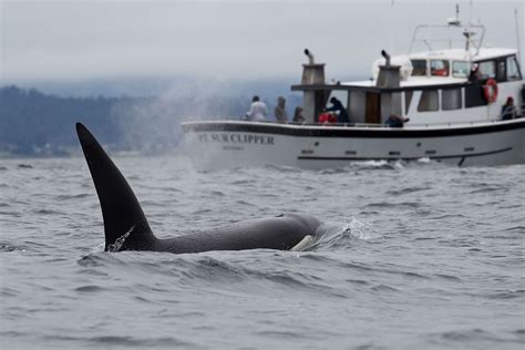 The killer orcas aren’t winning. They could be self-sabotaging | Salon.com