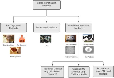 Different types of cattle identification methods. | Download Scientific Diagram