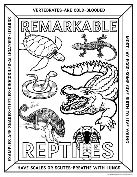 Vertebrates and Invertebrates Coloring Pages | Made By Teachers