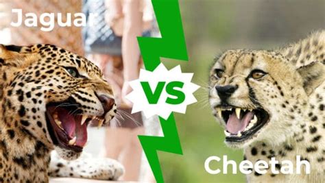 Jaguar vs Cheetah: Who Would Win in a Fight? - IMP WORLD