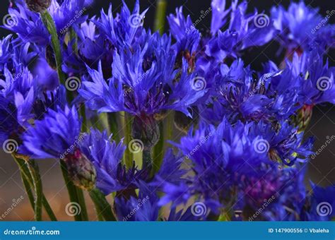 Bouquet of blue cornflower stock photo. Image of botany - 147900556