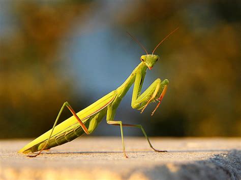 Attracting Praying Mantis - Using Praying Mantids For Pest Control In Gardens