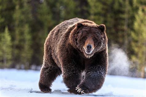 Free photo: Grizzly Bears - Animal, Bear, Brown - Free Download - Jooinn