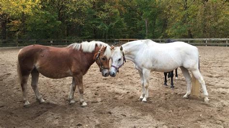 Homepage - Rock Creek Park Horse Center