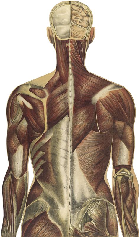 Thoracolumbar Fascia and Your Lower Back Pain | Back pain, Fascia ...