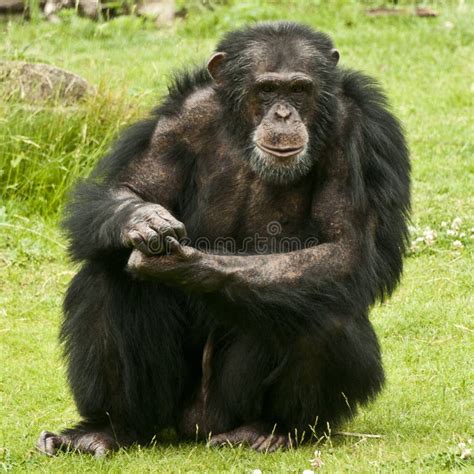 Male Chimpanzee stock image. Image of monkey, mammal - 31982607