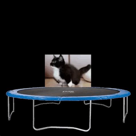 Dubstep Cat Gif Trampoline