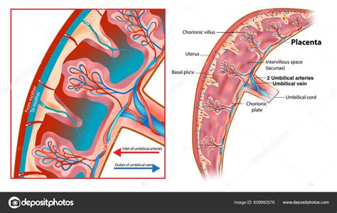 Human Fetus Placenta Anatomy Structure Chorionic Villus Fetal Part ...